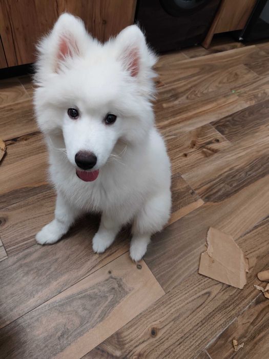 Samoedo com 6 meses
