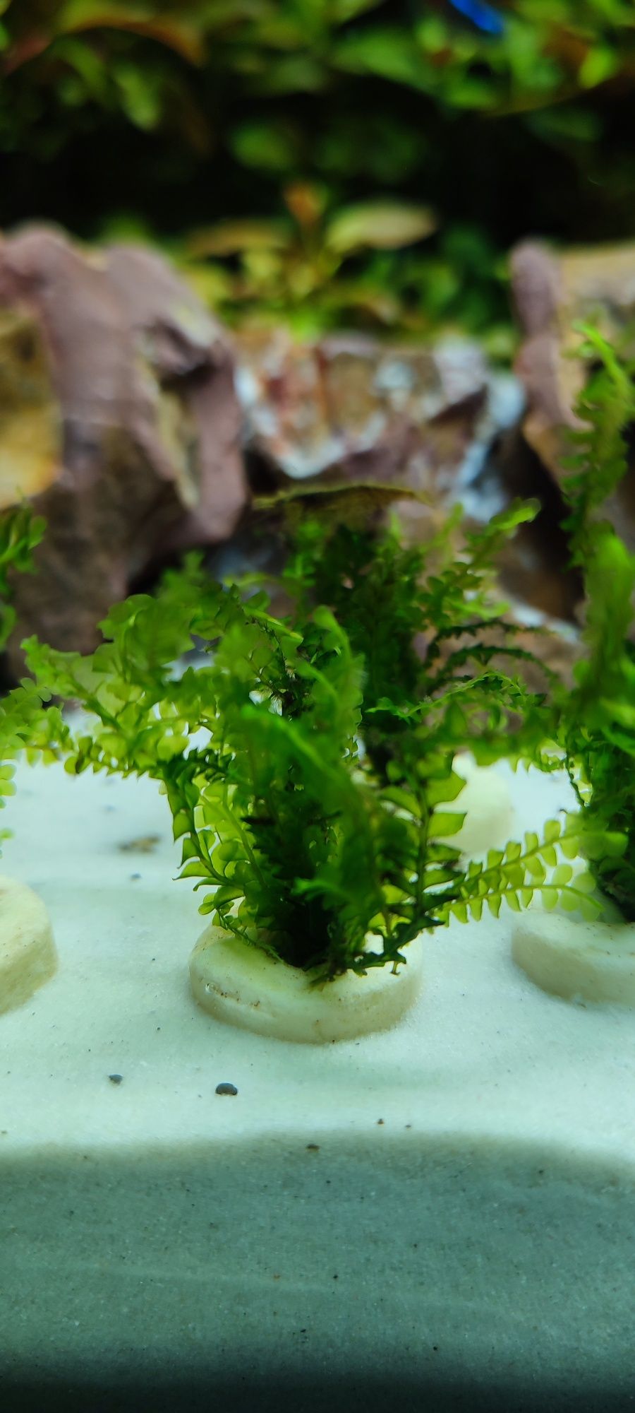Cameroon Moss, mech do akwarium