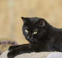 Наоми 2 года, черная кошка, роскошная красавица
