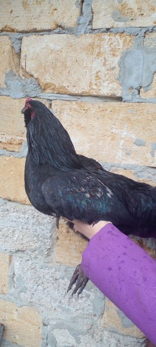 Петушки амераукана