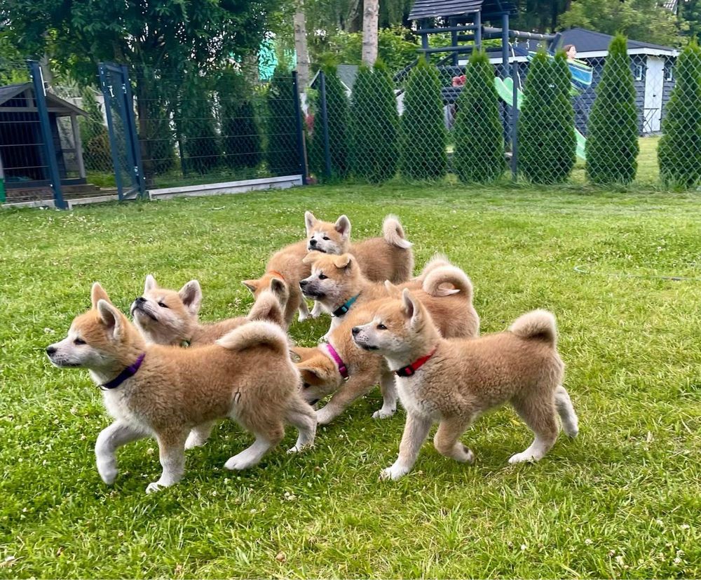 Akita Inu Japońska szczeniak ZKwP/FCI rodowód