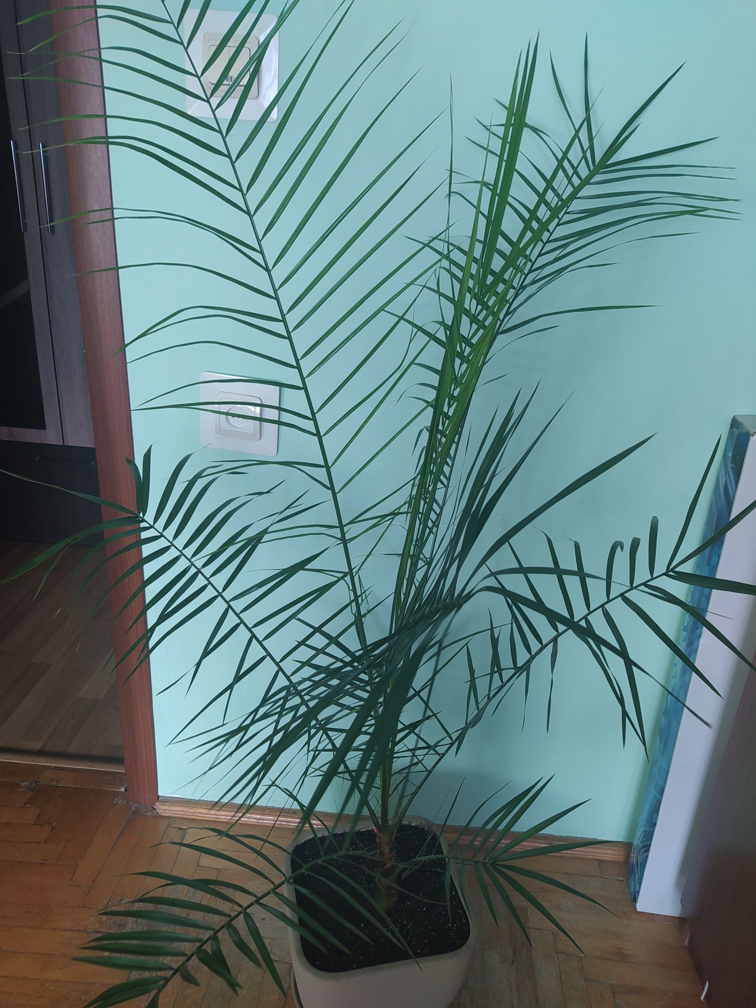 Фінікова пальма 1.7см