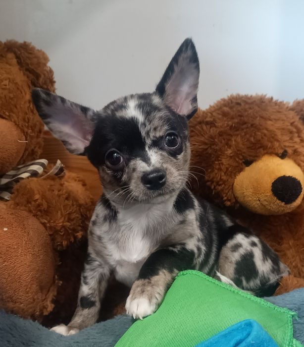 Chihuahua merle krótkowłosa - piesek