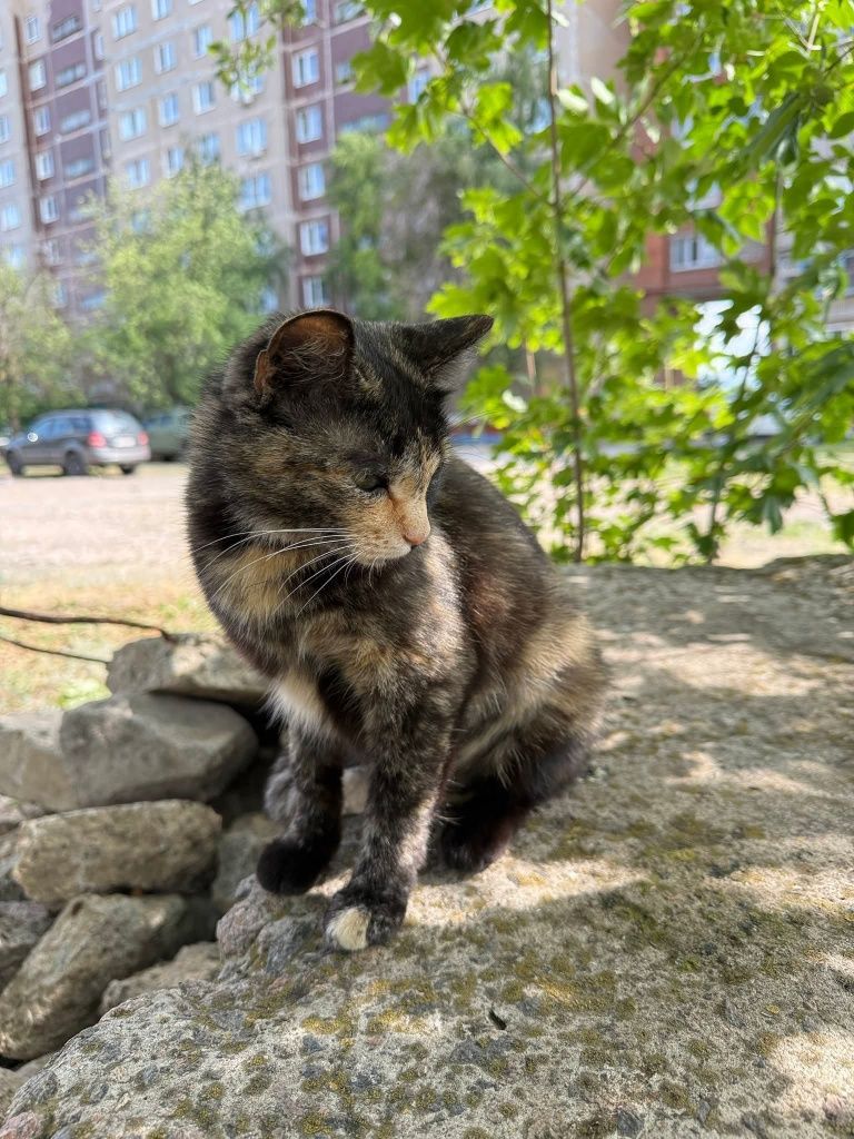Кошечка ищет дом