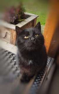Czarna kotka koteczka kicia do adopcji pilne