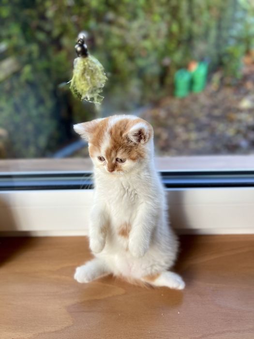 Kotka Brytyjska Bicolour WCF