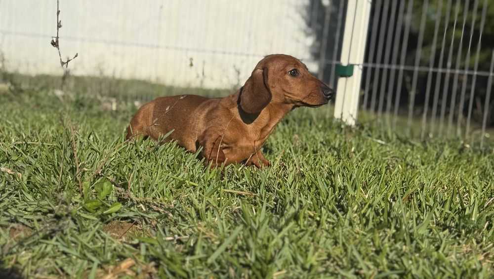 Teckel macho standard