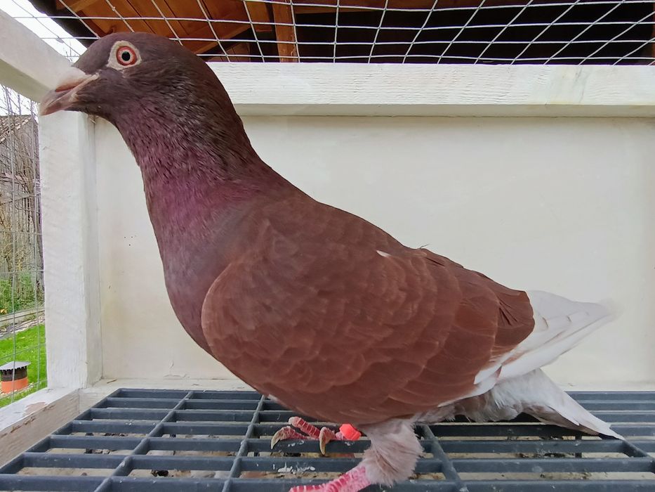 Gołębie czerwone pocztowe