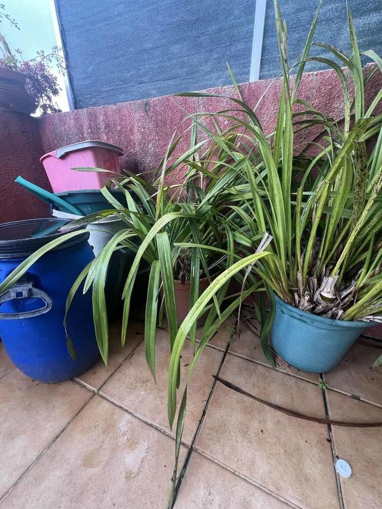 Vasos  de orquideas