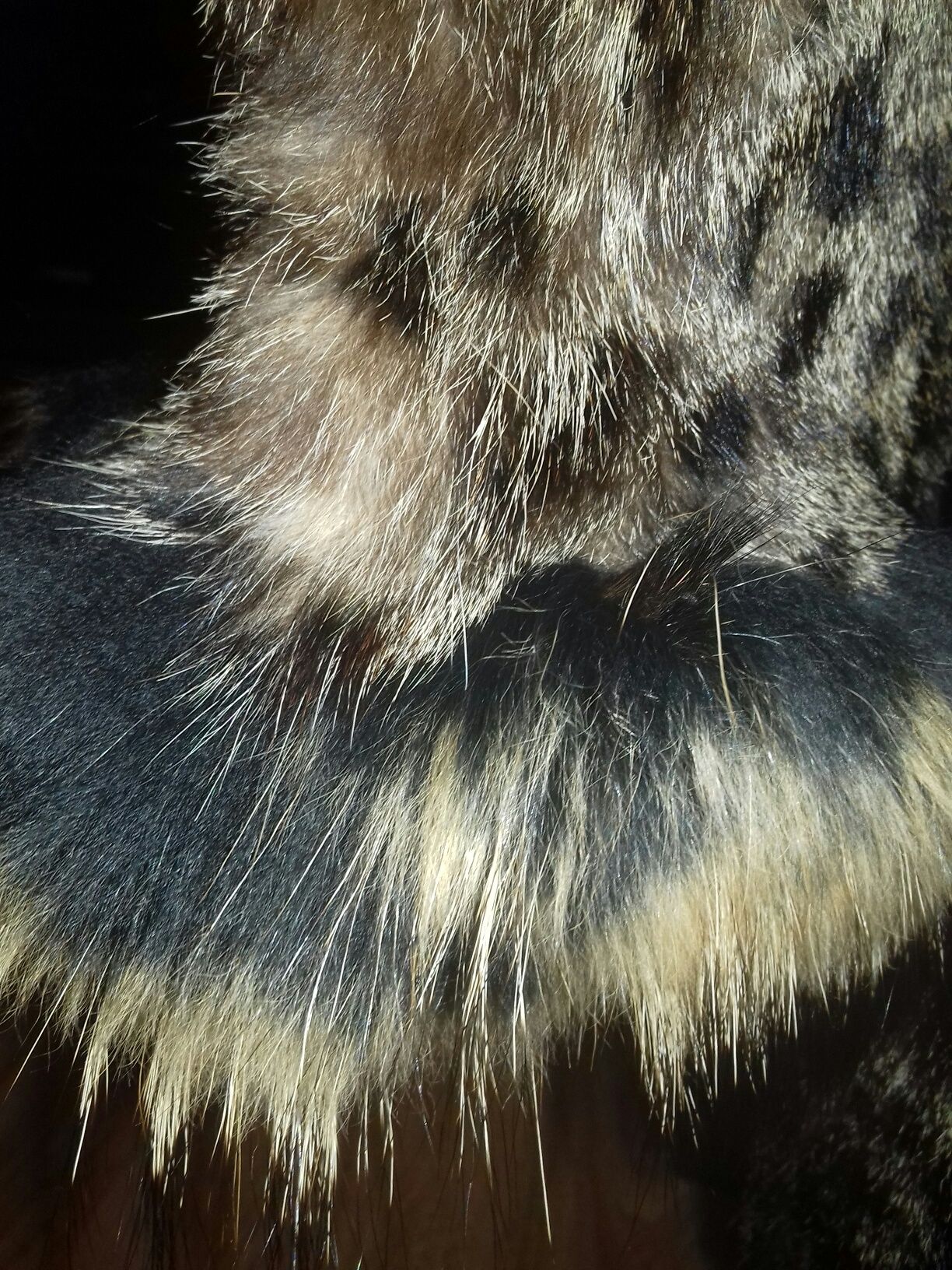 Шуба из камышового кота (рыси)