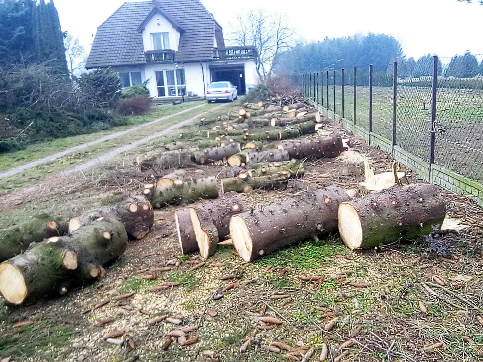 Drzewo opałowe świerkowe zdrowe, grubość pni 15-50 cm- 15m3