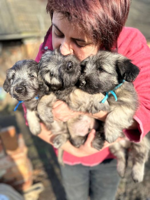 Малюки породи Скай тер'єр.