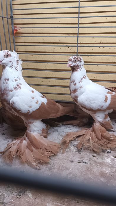 Para wiedynów żółtych koroniatych.