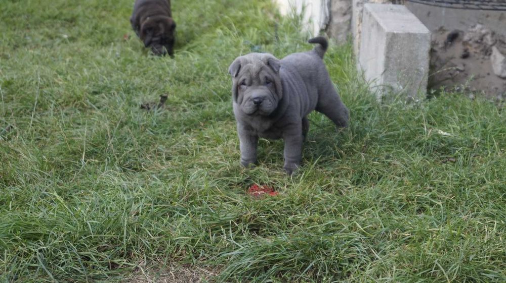 Eros blue Shar Pei, błękitny szczeniak Shar Pei