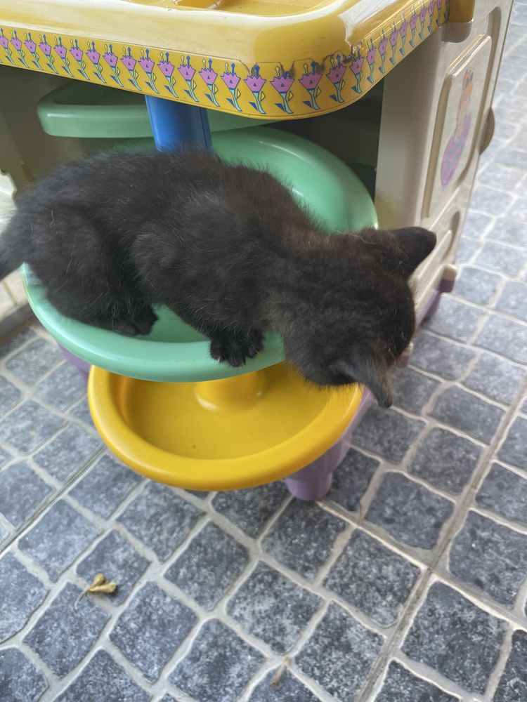 Gatinhos para adopcao