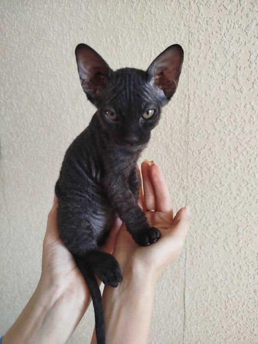 Кошеня сфінкс(флок) дівчинка