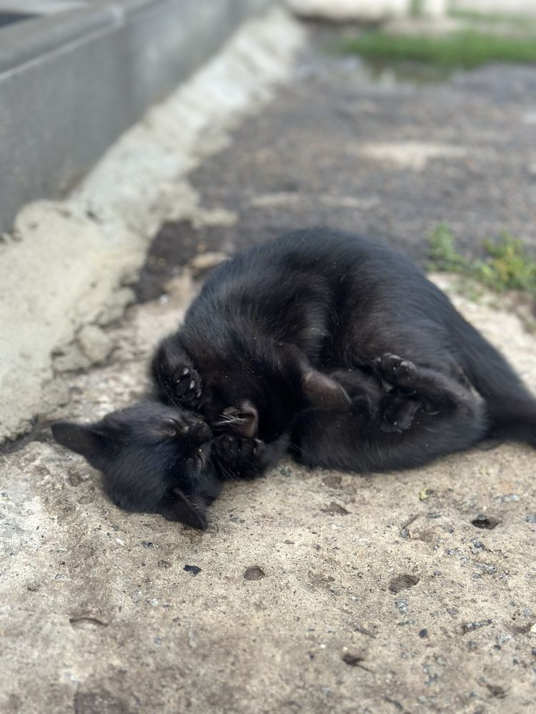 Віддам котиків з винагородою!