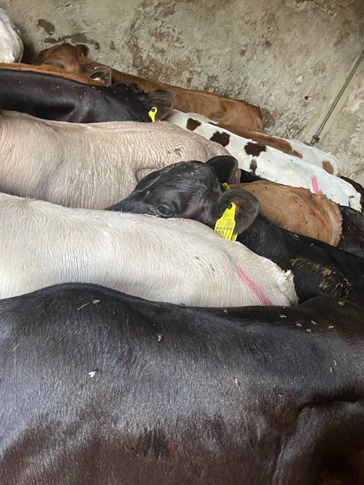 Sprzedam cielaki mięsne lubiewo