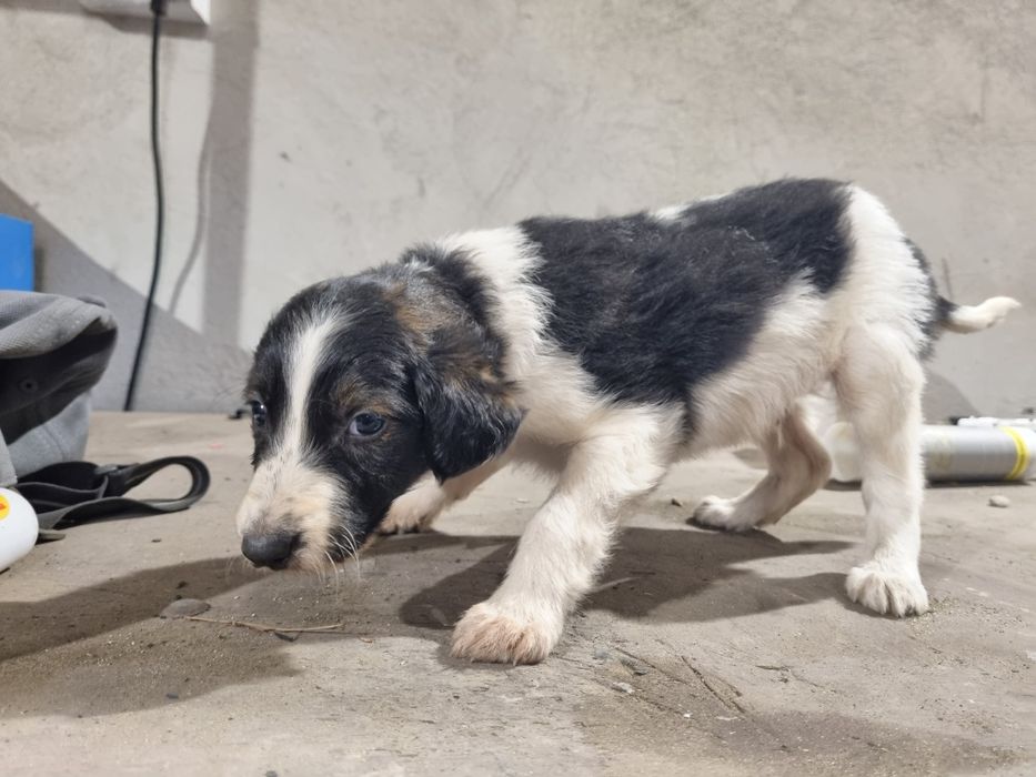 Szczeniaczki suczka i piesek mix kundel, borzoi