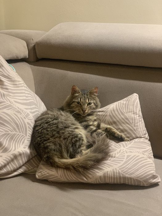 Mieszaniec kota norweskiego, młody wojownik długowłosy.