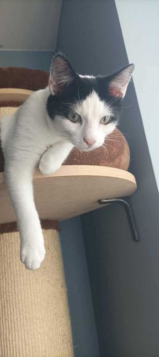 Remik i Romiś duet idealny