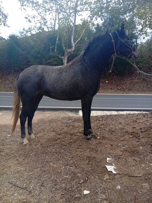 Poldra cruzada  português