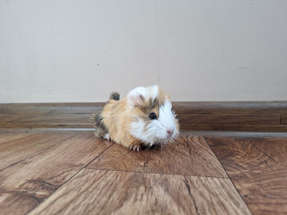 Świńka morska samczyk rozetka