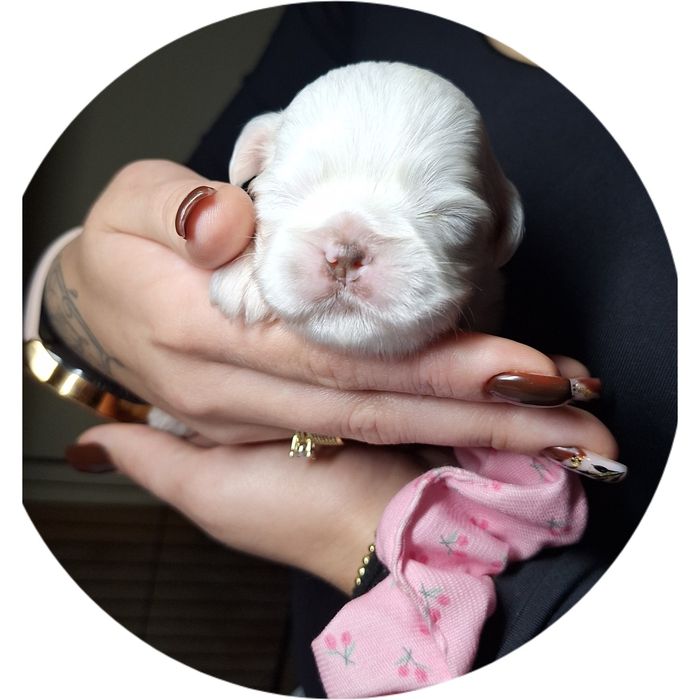 Shihtzu szczeniak