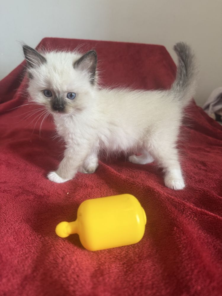 Kocurek seal mitted Ragdoll - odbiór połowa sierpnia