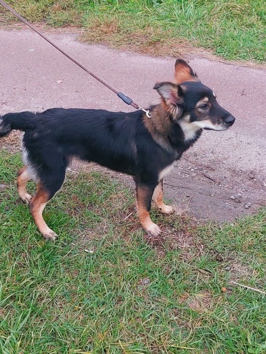 Отдаю собаку бесплатно СРОЧНО!!!