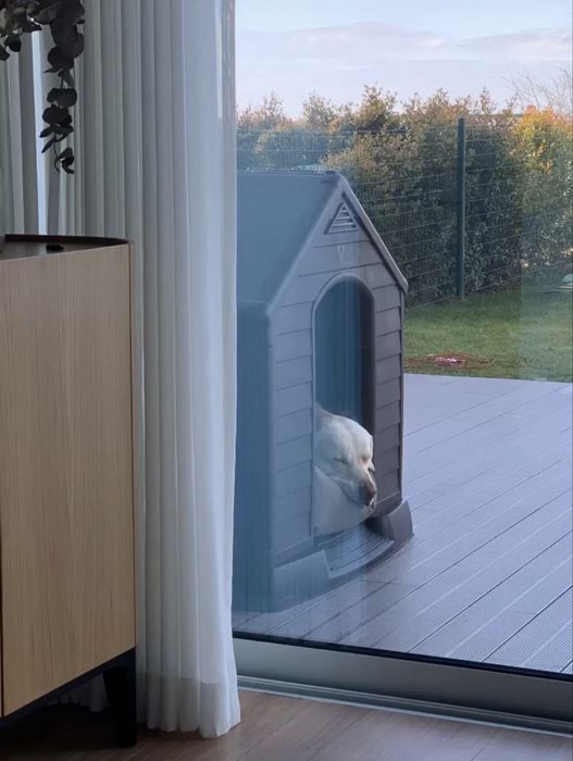 Casota casa para cão