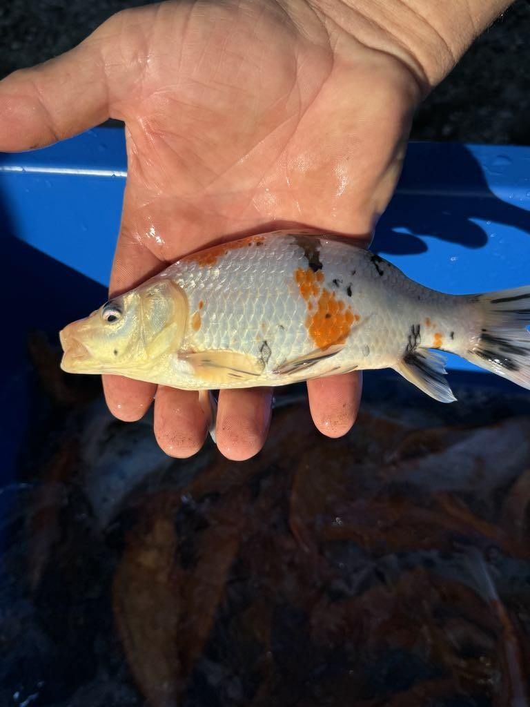 Karp Koi Narybek Karpia Koi Japoński