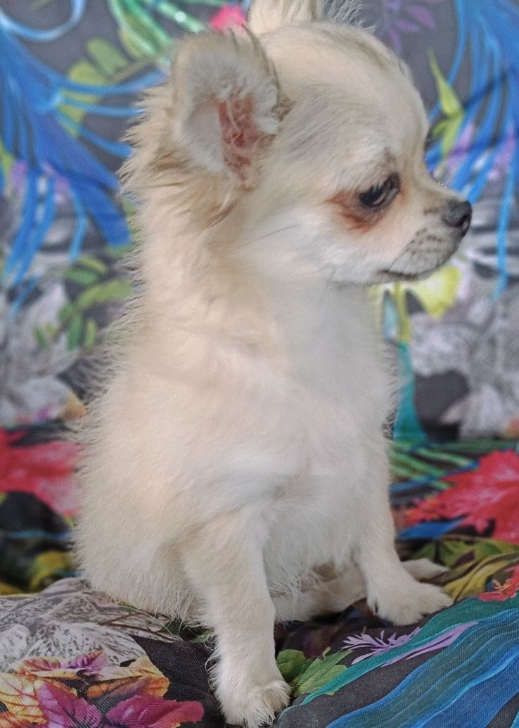 Chihuahua długowłosy piesek z rodowodem