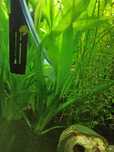 Vallisneria green americana