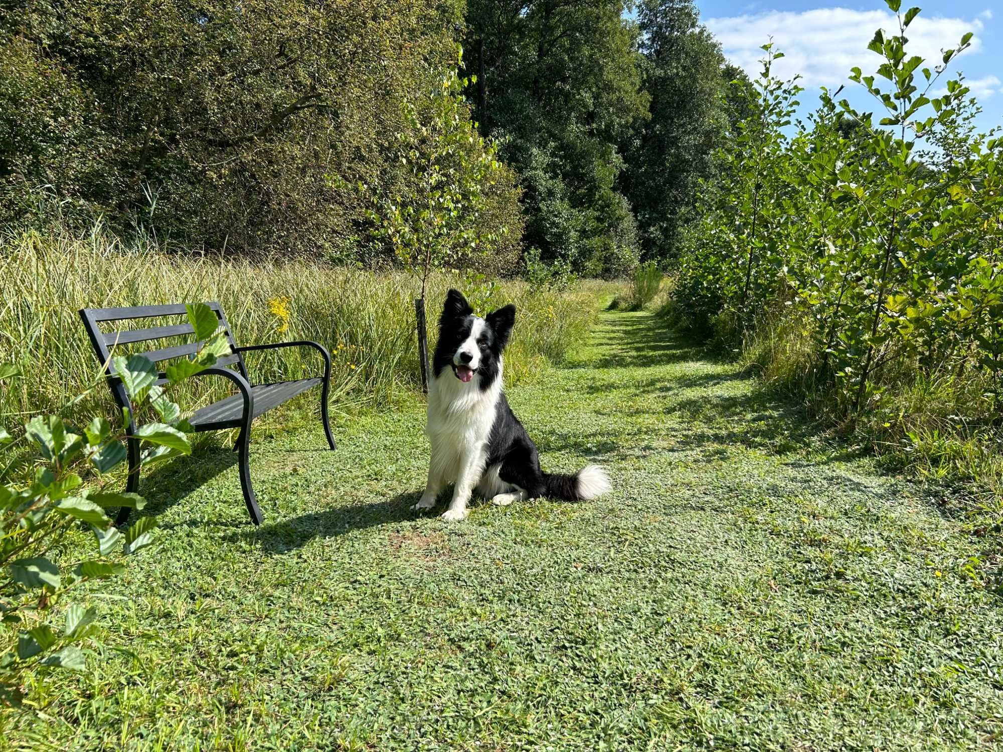 Ogrodzony domek na wakacje z psem na odludziu.
