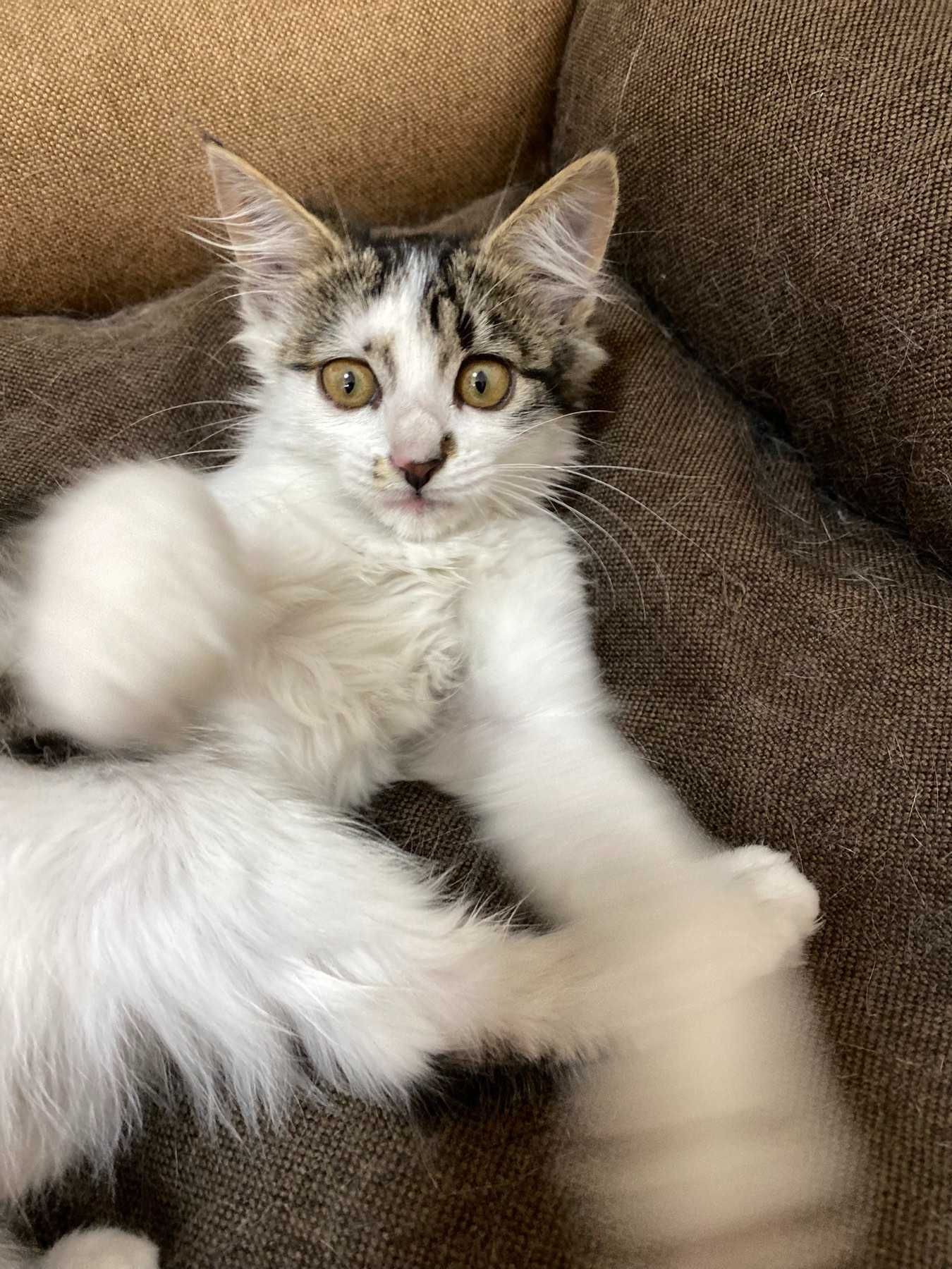 Подарю двох котинят/ хлопчик та дівчинка/коти/котята/котиня/кіт