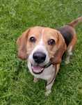 Piesek w typie beagle szuka aktywnego domu