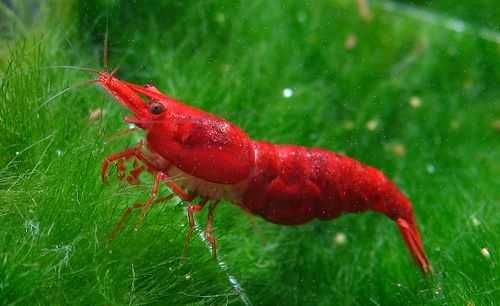 Krewetka SAKURA RED - Neocaridina - Caridina - dowóz, wysyłka