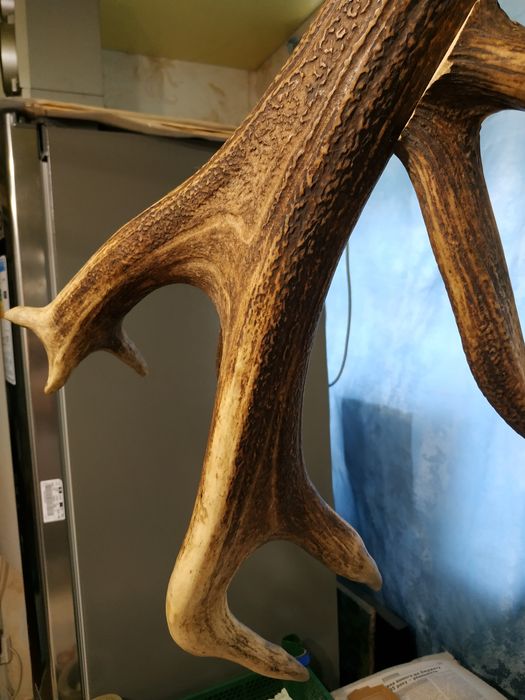 Рог оленя. Один. СССР. Вешалка.