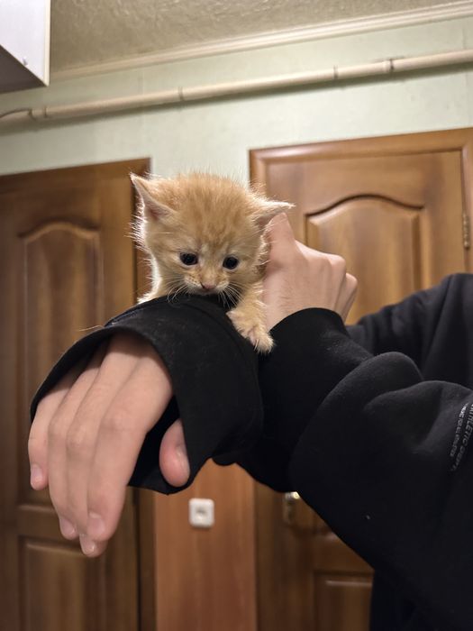 Котята от сибирской кошки