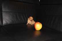 Maltipoo Maltańczyk Pudel Suczka
