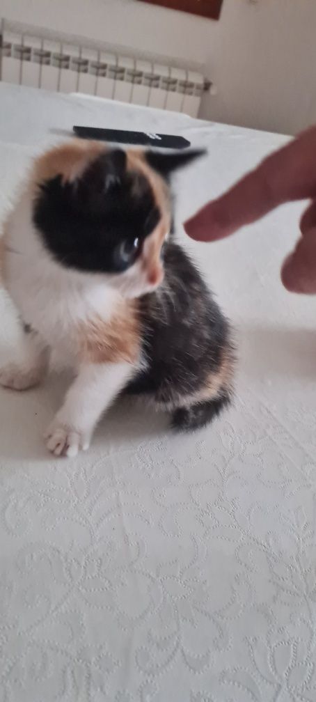 Gatinha (pensamos ser) para adoção