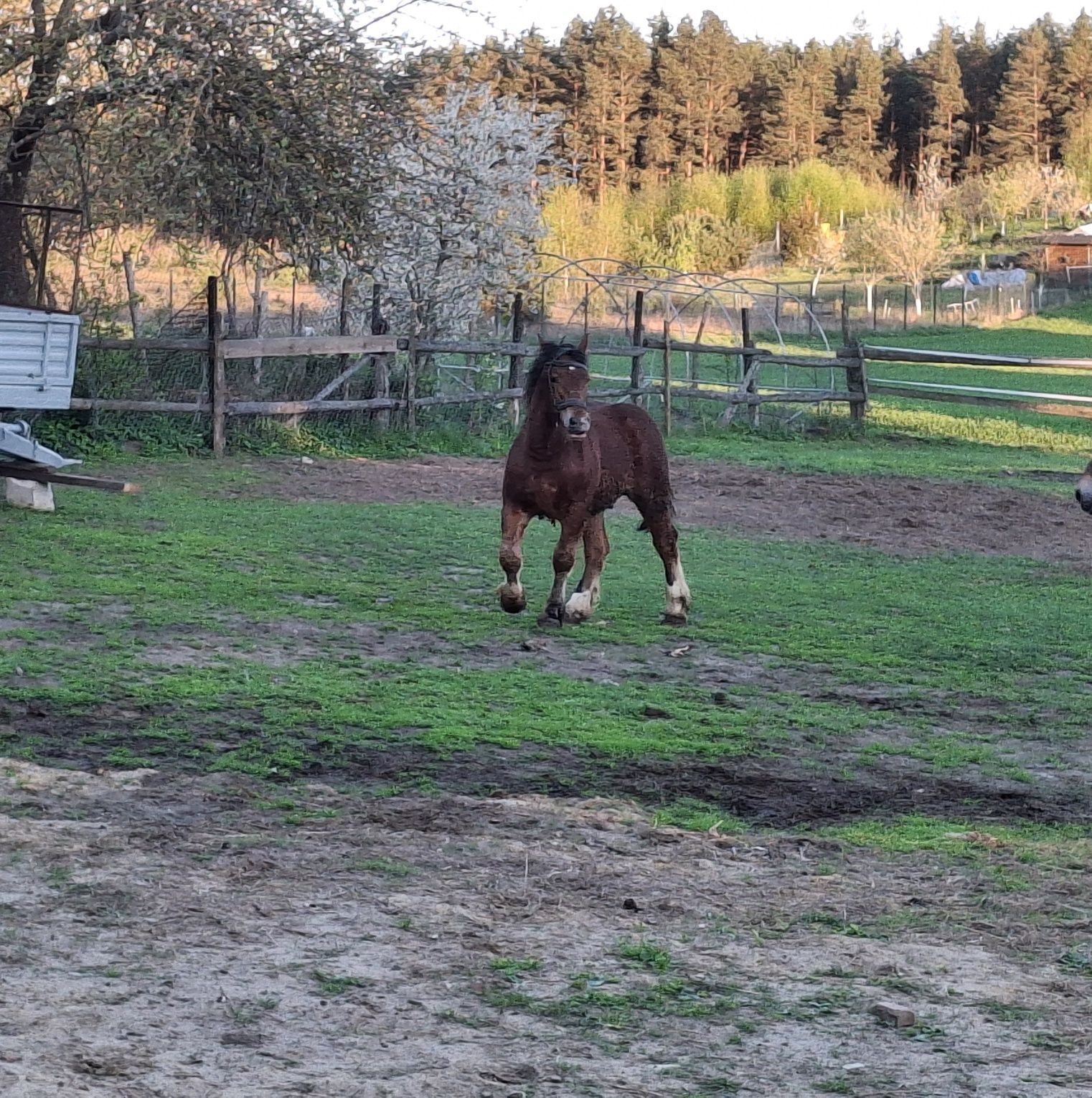 Sprzedam rocznego  ogiera