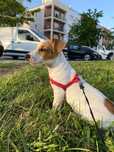 Candeeiro- cachorro de porte pequeno para adoção responsável.