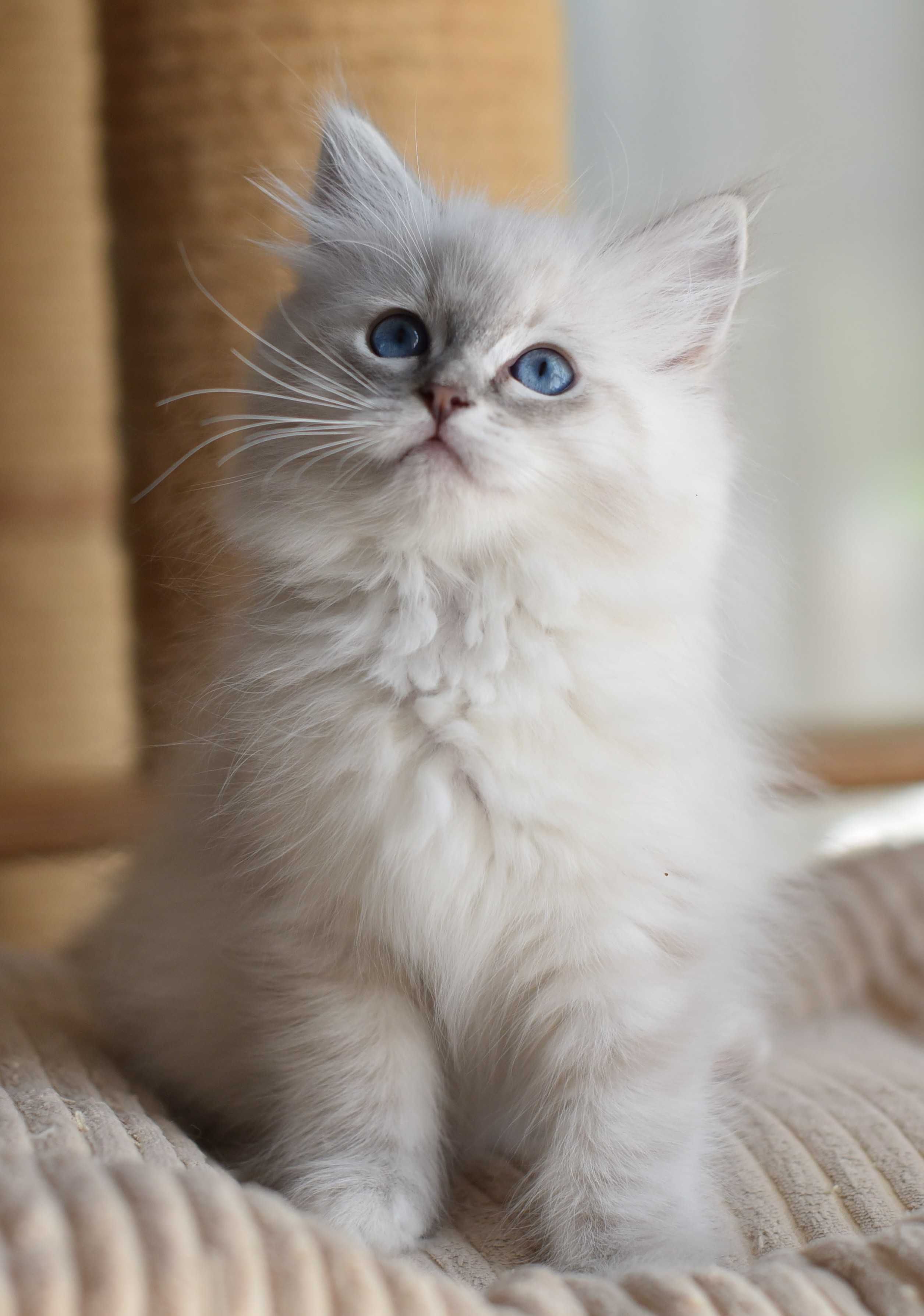 dziewczynka Ragdoll gotowa do zmiany domku