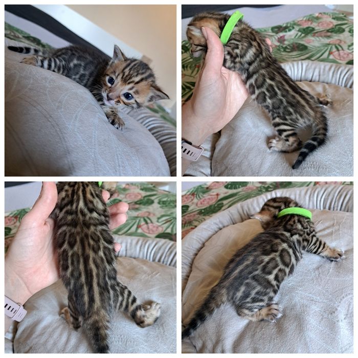 Kot bengalski kocurek bengal