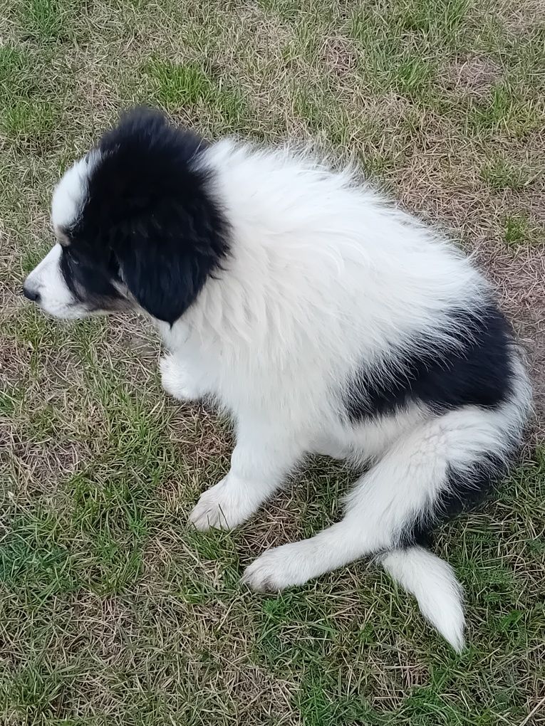 Border collie suczka