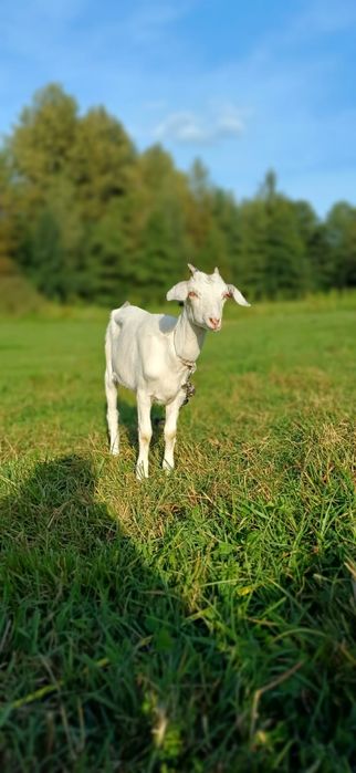 Kózka 50% anglonubijska Biała