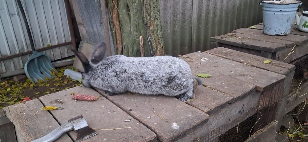 Кролики порада терманські білі та серебро