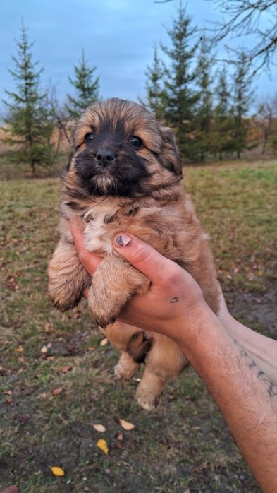 Віддам в добрі руки песиків собачка собака